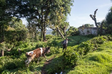 Bauer mit seiner Kuh in der Aldea
