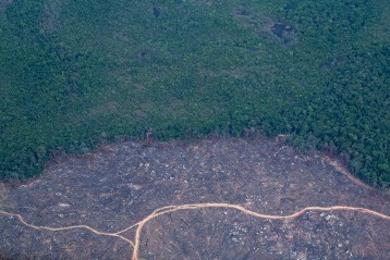 Gerodete Waldfläche im Amazonas-Urwald.