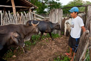 Kirchliche Landwirtschaftsschule „Escola Familia-Agricola de Dilberto“: Abends wird das Vieh auf die Koppel getrieben