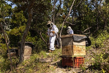 Imker Erick Gutierrez (21) und Gerardo Ábrego (24) arbeiten mit Schutzkleidung an den Bienenstöcken.