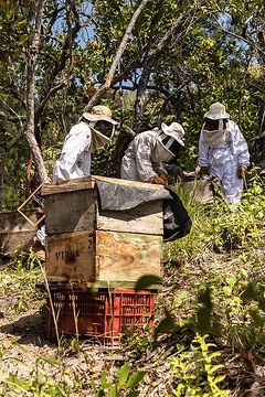 In Schutzkleidung arbeitet Indira Serrano, Leiterin des Adveniatsprojekts der Caritas zusammen mit Imker Erick Gutierrez (21) und Gerardo Ábrego (24) an den Bienenstöcken.