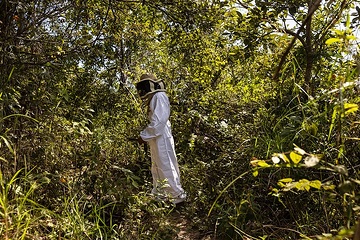Einer der Imker läft durch den Wald zu den Bienenstöcken.